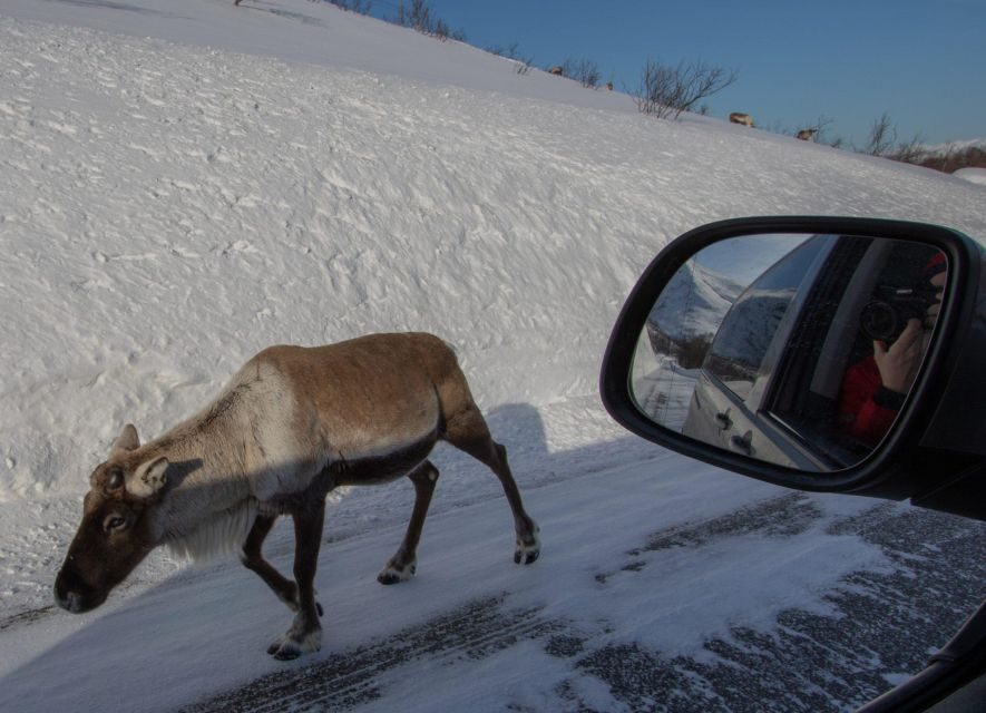 Tromsø: Fjords Tour - Why This Tromsø Fjords Road Trip Works So Well