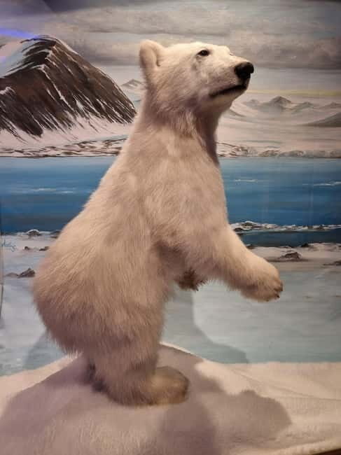 Tromsø: Guided Polar Bear Walk incl. Polaria & Polar Museum - Meeting point at Tromsø Cathedral: how the 3-hour pace feels