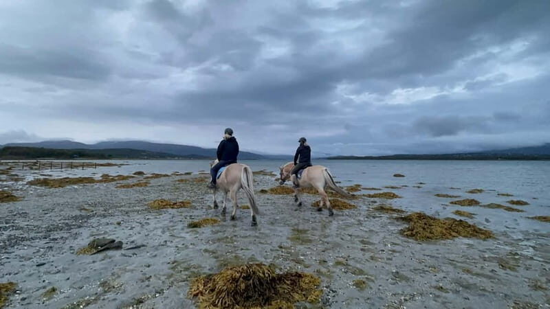 Tromsø: Horseback Riding Tour - Price and value: is $262 worth 150 minutes?