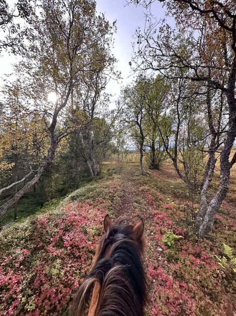 Tromsø: Horseback Riding Tour - Who should book this (and who should think twice)