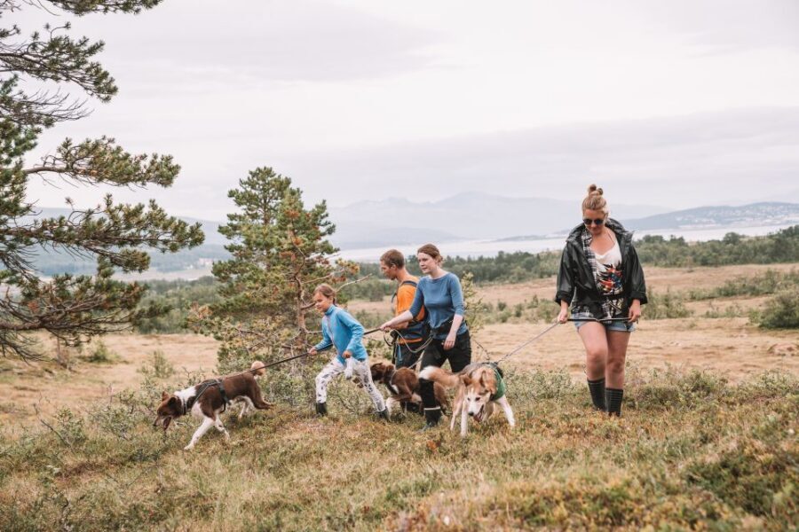 Tromsø: Husky Hike and Puppy Visit with Traditional Lunch - The hike itself: fjords, mountains, and the feeling of keeping step