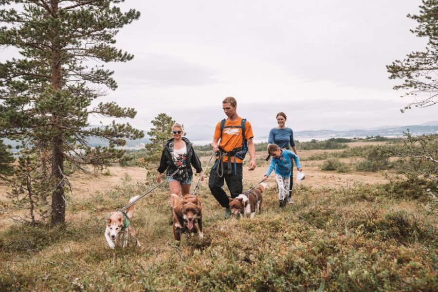Tromsø: Husky Hike and Puppy Visit with Traditional Lunch - Puppy enclosure time: the cute part with real rules