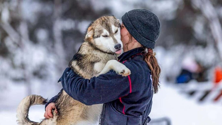 Tromsø: Husky Meet and Greet with Homemade Chocolate Cake - Dog-yard tour with 200 Alaskan huskies: what you actually do