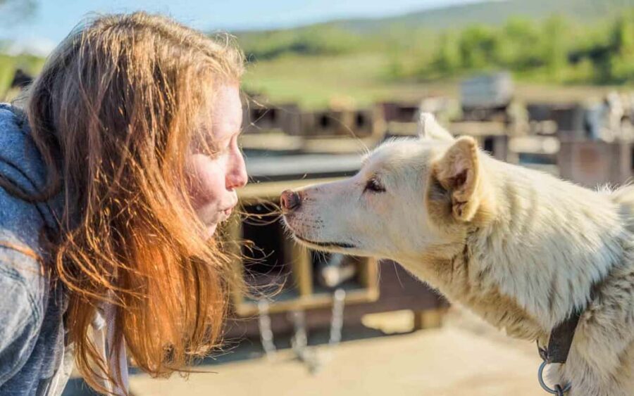 Tromsø: Husky Meet and Greet with Homemade Chocolate Cake - Who this husky meet-and-greet is for (and who should skip)