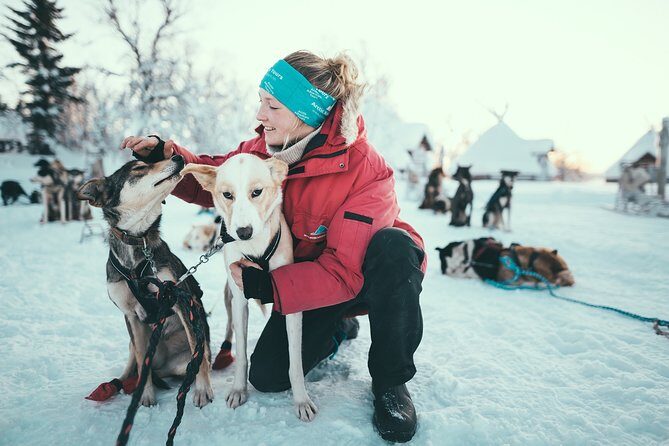 Tromso Husky Self-Drive Sledding with Cake and Drink in Lavvu - Key Takeaways Before You Go