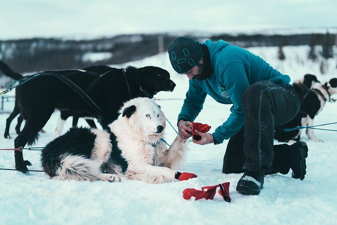 Tromso Husky Self-Drive Sledding with Cake and Drink in Lavvu - The Lavvu Finale: Cake, Hot Drinks, and a Real Chance to Ask Questions