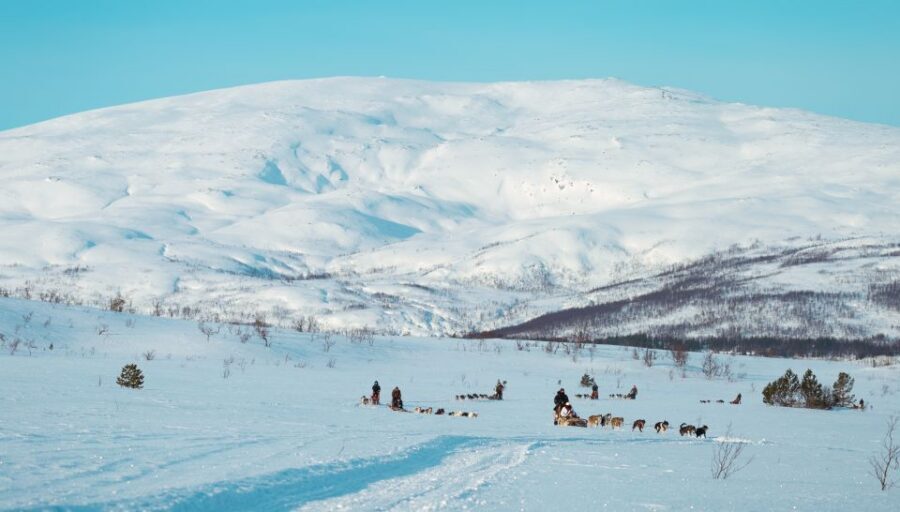 Tromsø: Husky Sled Self-Drive with Traditional Lunch - Key highlights worth your time
