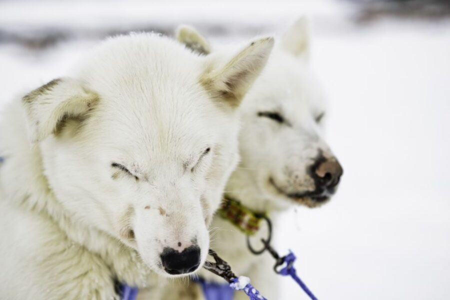 Tromsø: Husky Sled Self-Drive with Traditional Lunch - Meeting point and transportation: the part people forget