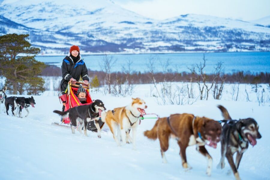 Tromsø: Husky Sled Self-Drive with Traditional Lunch - Mushing basics: you do more than hold on