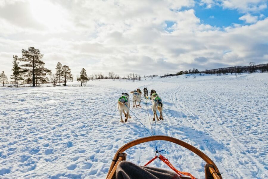 Tromsø: Husky Sled Self-Drive with Traditional Lunch - The ride itself: shared sled, seat swap, and real teamwork