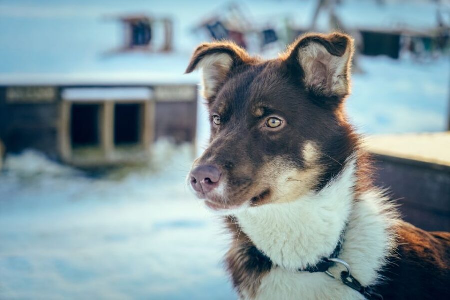 Tromsø: Husky Sled Self-Drive with Traditional Lunch - Puppies, dog-farm time, and what you’re actually supporting