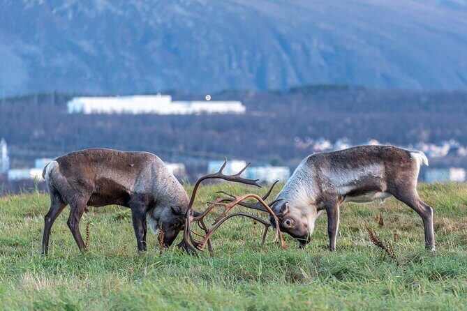 Tromsø: Kvaløya & Sommarøy Guided Fjord Tour with Lunch - Getting picked up in Tromsø is simple, and that’s a plus
