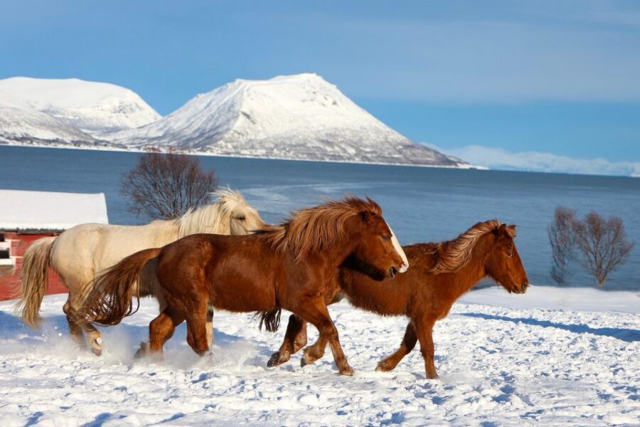 Tromsø: Lyngen Horse Stud Farm Visit - Key things that make this farm visit worth your time