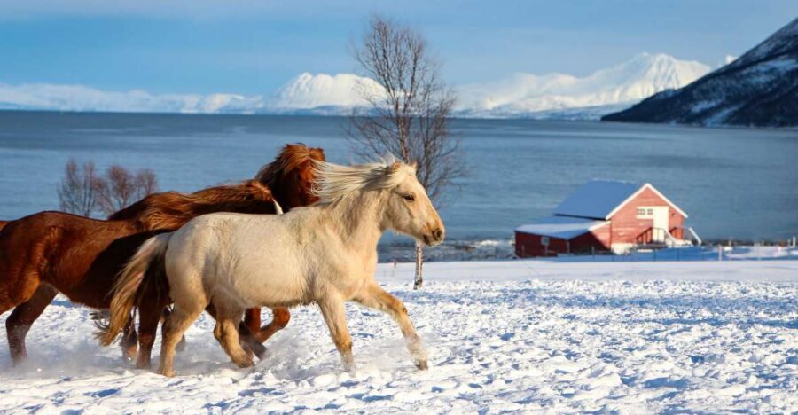 Tromsø: Lyngen Horse Stud Farm Visit - Lyngen horses at Tromsø Lyngshest: more than a “cute farm” stop