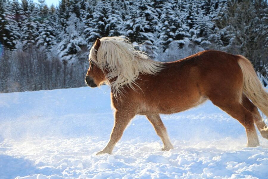 Tromsø: Lyngen Horse Stud Farm Visit - What the 2-hour visit feels like: guided, paced, and focused