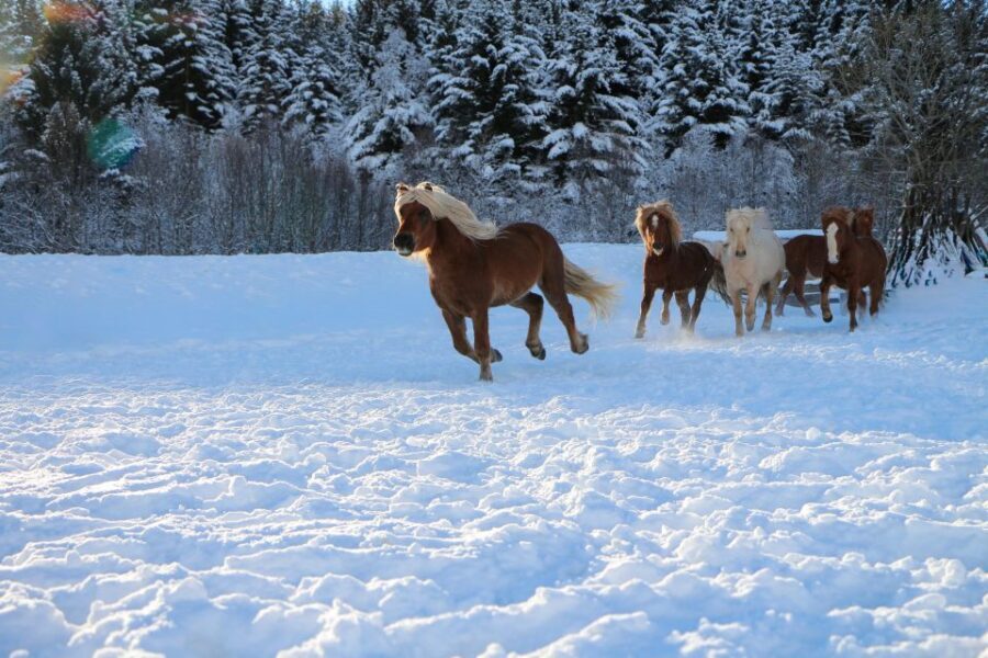 Tromsø: Lyngen Horse Stud Farm Visit - Optional horse ride: how to plan for weather and still enjoy the day