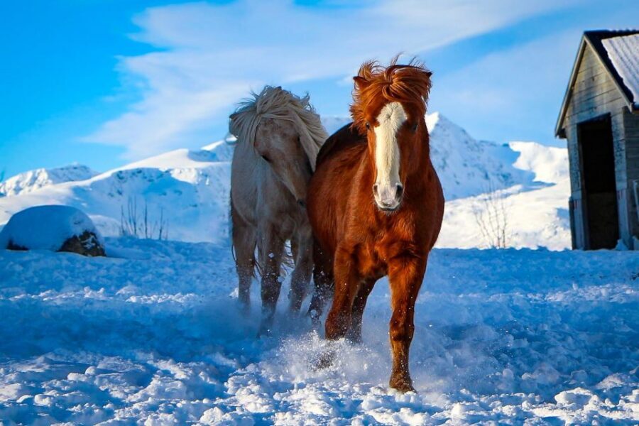 Tromsø: Lyngen Horse Stud Farm Visit - Safety rules and the practical reality of being around horses