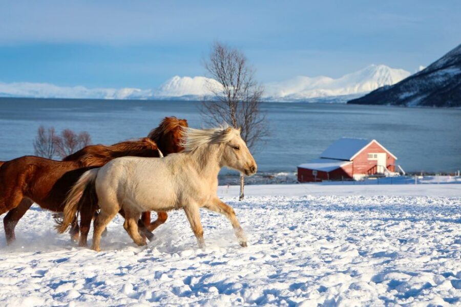 Tromsø: Lyngen Horse Stud Farm Visit - Where you start (and why getting there matters): Ullstindvegen 1279