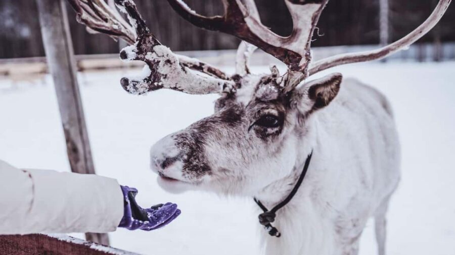 Tromsø: Northern Lights, Reindeer Feeding, Sami Camp, Museum - Aurora chasing by guided drive: what you can realistically control