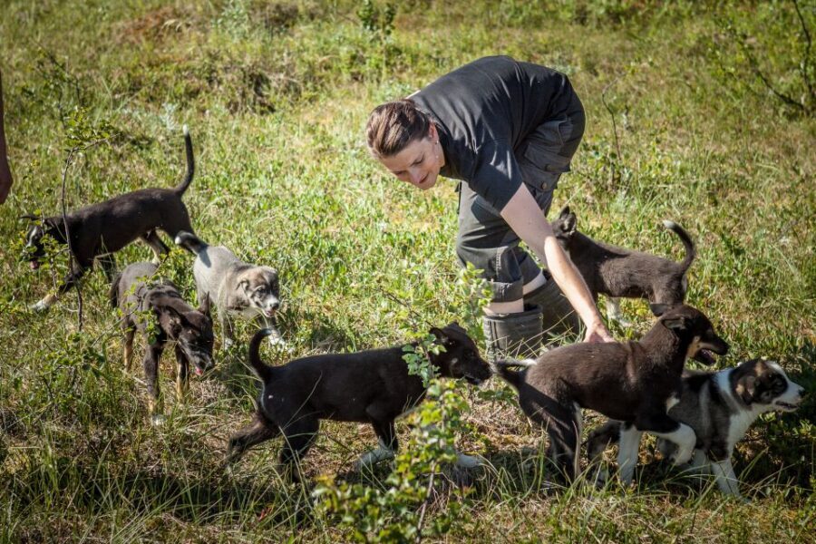 Tromsø: Puppy Training at the Husky Kennel with Lunch - Key Highlights That Make This Worth Your Time