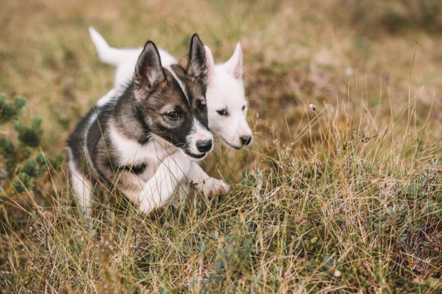 Tromsø: Puppy Training at the Husky Kennel with Lunch - Rain Gear, Mud Boots, and Dressing for Real Weather