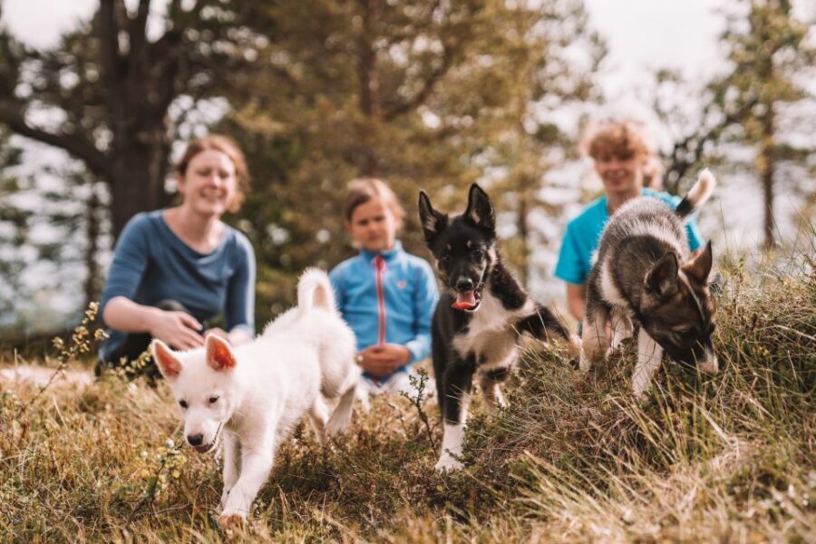 Tromsø: Puppy Training at the Husky Kennel with Lunch - The 1 to 1.5-Hour Puppy Hike: How the Training Feels Up Close