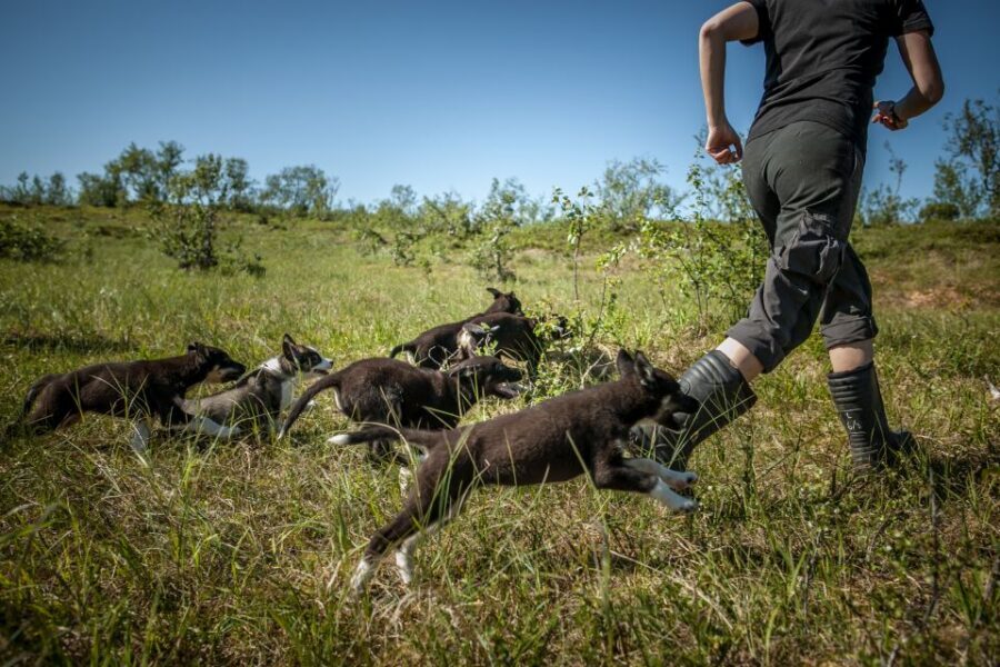 Tromsø: Puppy Training at the Husky Kennel with Lunch - Teaching Husky Puppies From 4 Weeks to Adolescence