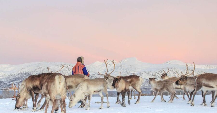 Tromsø: Reindeer Camp and Sami Cultural Tour with Lunch - Why this Tromsø reindeer camp works better than a quick stop
