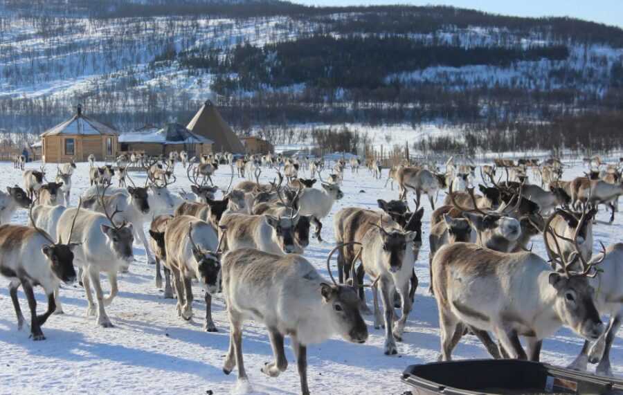 Tromsø: Reindeer Camp and Sami Cultural Tour with Lunch - The walk to the huts and feeding grounds: short but real winter effort