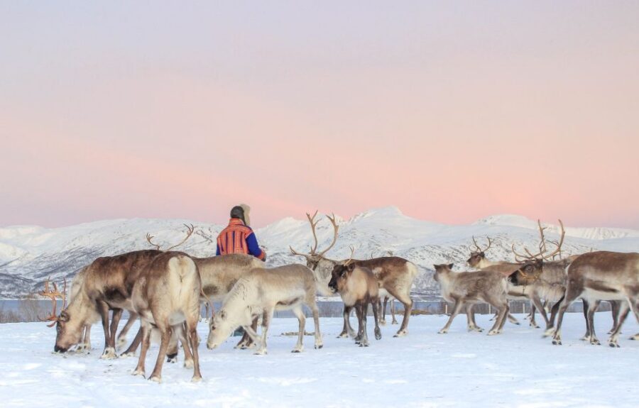 Tromsø: Reindeer Camp and Sami Cultural Tour with Lunch - Price and value: what you’re really paying for