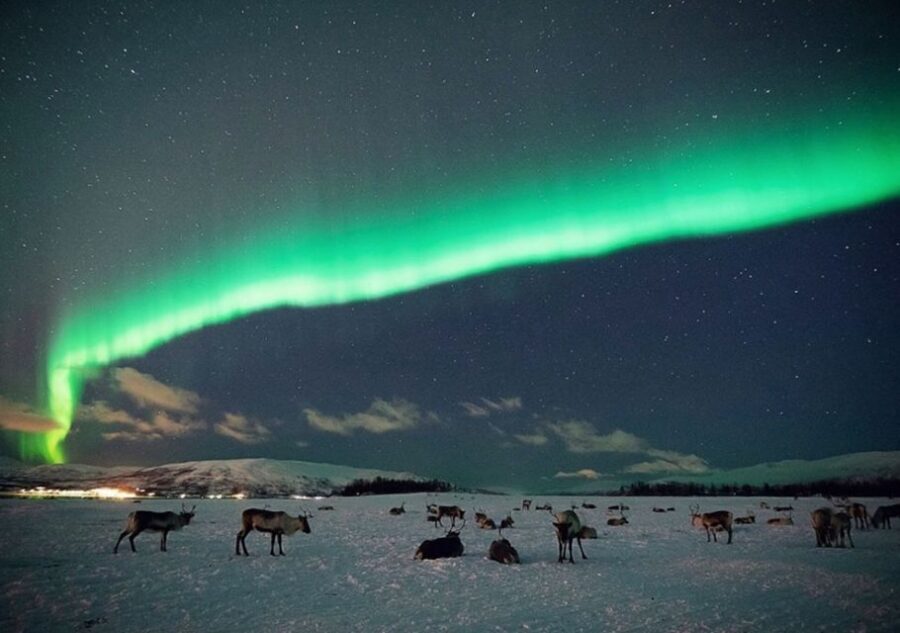 Tromsø: Reindeer Camp Dinner with Chance of Northern Lights - Key highlights worth knowing before you go