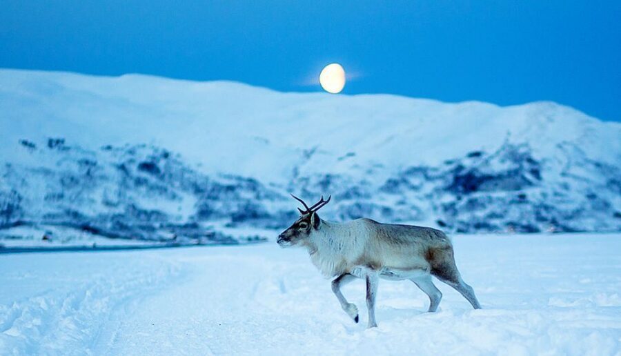 Tromsø: Reindeer Camp Dinner with Chance of Northern Lights - Sámi Stories and Herder Life: Why This Part Feels Different