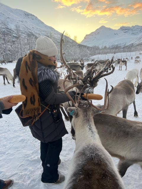 Tromsø: Reindeer Experience at a Sami Camp - Key highlights worth showing up for