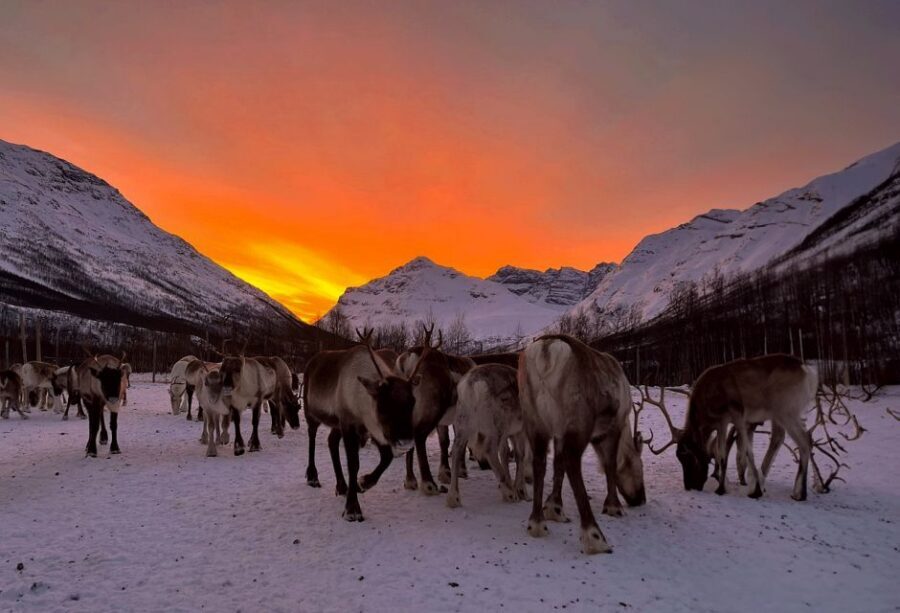 Tromsø: Reindeer Experience at a Sami Camp - Lasso throwing on reindeer antlers: fun, but don’t stress timing