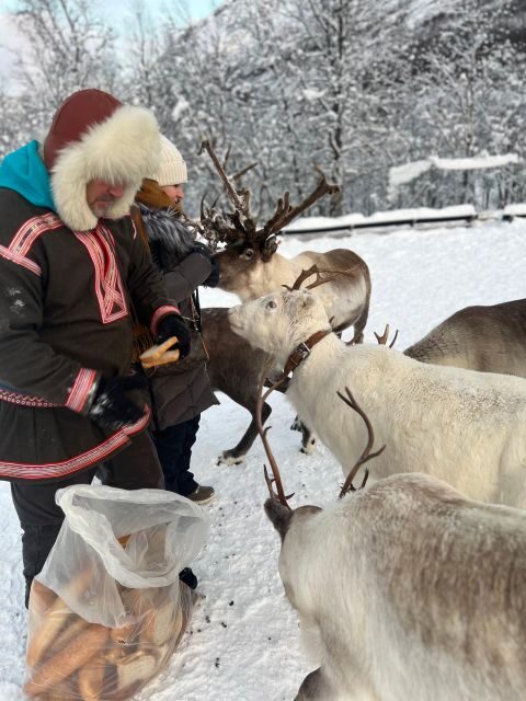 Tromsø: Reindeer Experience at a Sami Camp - Who should book this Sami reindeer experience—and who should skip
