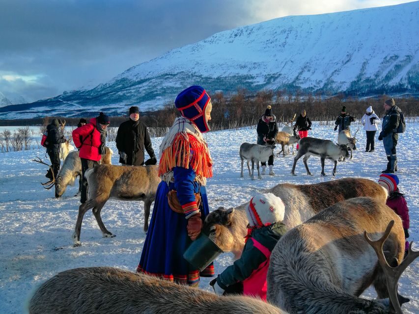 Tromsø: Reindeer Feeding and Sami Cultural Experience - Key highlights worth your time
