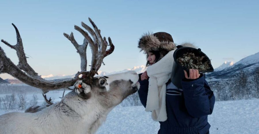 Tromsø: Reindeer Feeding and Sami Cultural Experience - Tromsø reindeer feeding that actually feels personal