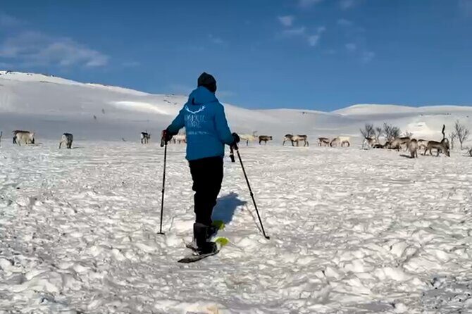 Tromso: Reindeer Feeding and Snowshoeing Tour with Lunch - Warming Up Inside a Traditional Gamme
