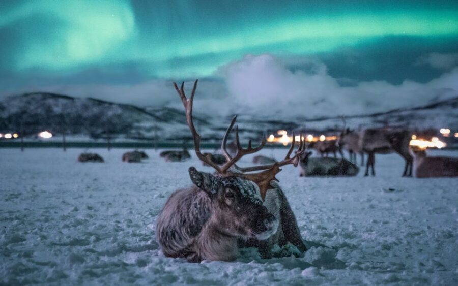 Tromsø: Reindeer Sled, Dinner, and Chance of Northern Lights - Feeding reindeer by hand near a herd of around 300