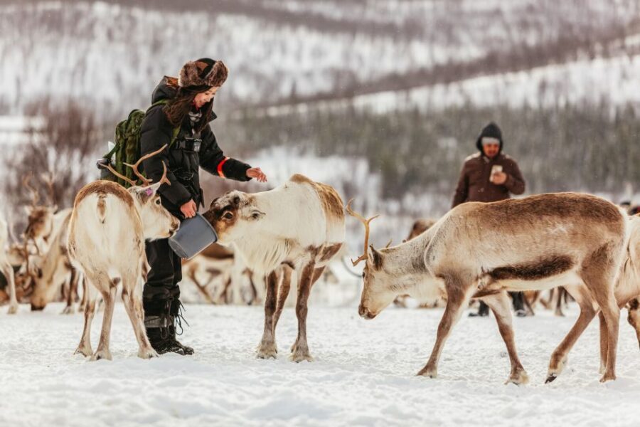 Tromsø: Reindeer Sledding & Feeding with a Sami Guide - Key things I’d circle on your plan