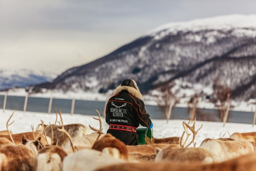Tromsø: Reindeer Sledding & Feeding with a Sami Guide - Practical tips so your day feels easy, not miserable