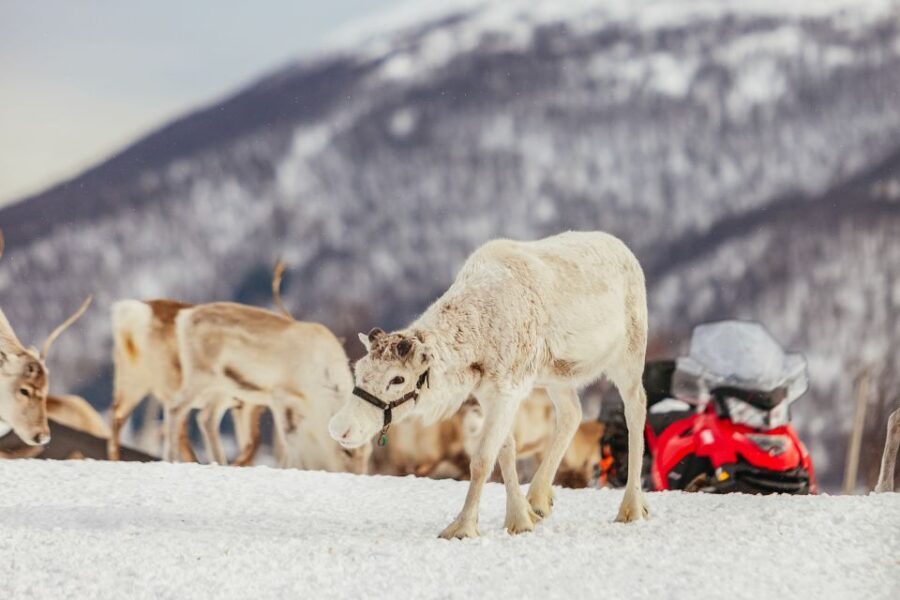 Tromsø: Reindeer Sledding & Feeding with a Sami Guide - Tromsø Reindeer Sledding and Sami Camp: the real “why” behind this 4-hour tour