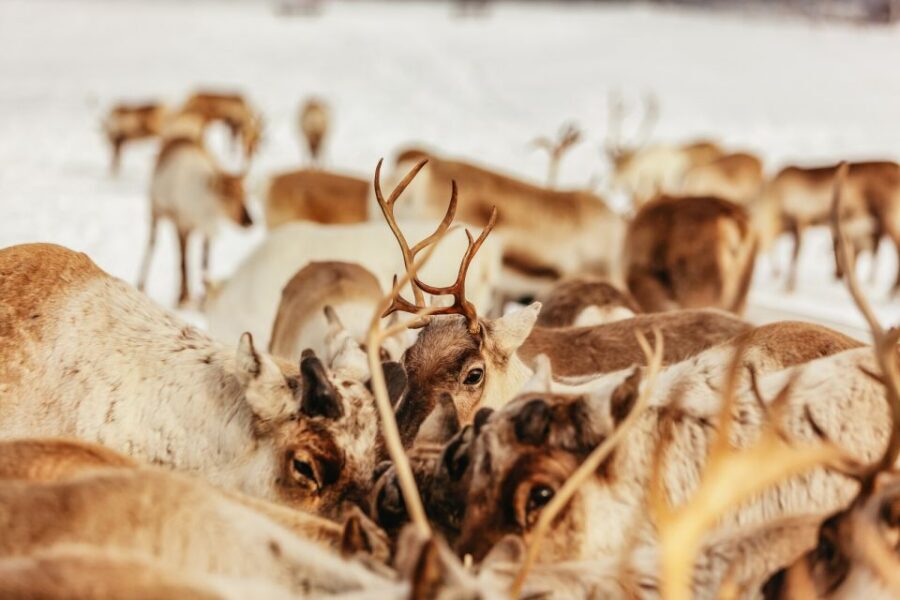 Tromsø: Reindeer Sledding & Feeding with a Sami Guide - Feeding about 300 reindeer: how close you really get
