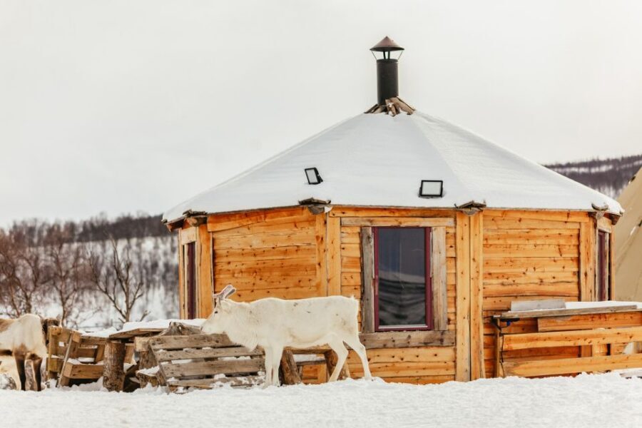 Tromsø: Reindeer Sledding & Feeding with a Sami Guide - Reindeer sledding in Tromsø snow: what the ride feels like