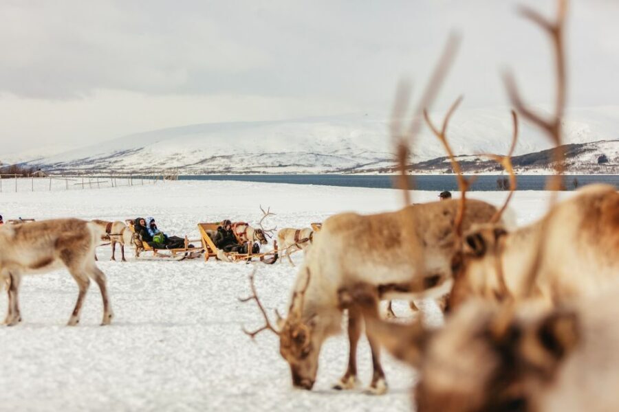 Tromsø: Reindeer Sledding & Feeding with a Sami Guide - Inside the lavuu: warm lunch, coffee, and the joik moment