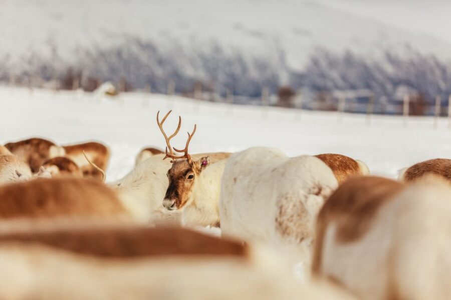 Tromsø: Reindeer Sledding & Feeding with a Sami Guide - Sami storytelling you can actually use: more than facts
