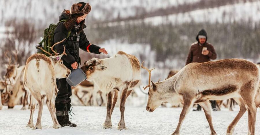 Tromsø: Reindeer Sledding & Feeding with a Sami Guide - Value check: is $198 a fair deal for Tromsø?