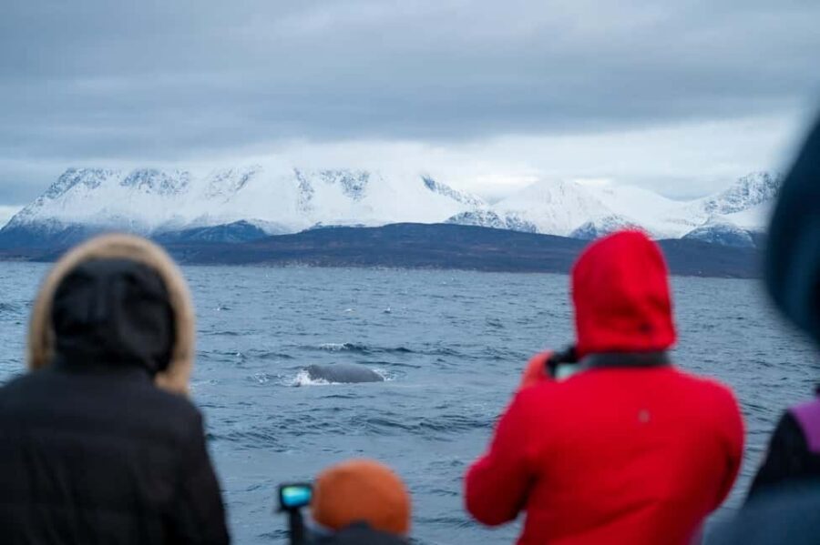 Tromsø: Responsible Whale Watching Cruise Aboard MS Alba - The guide experience: whale behavior and Arctic ecosystems, explained in plain terms