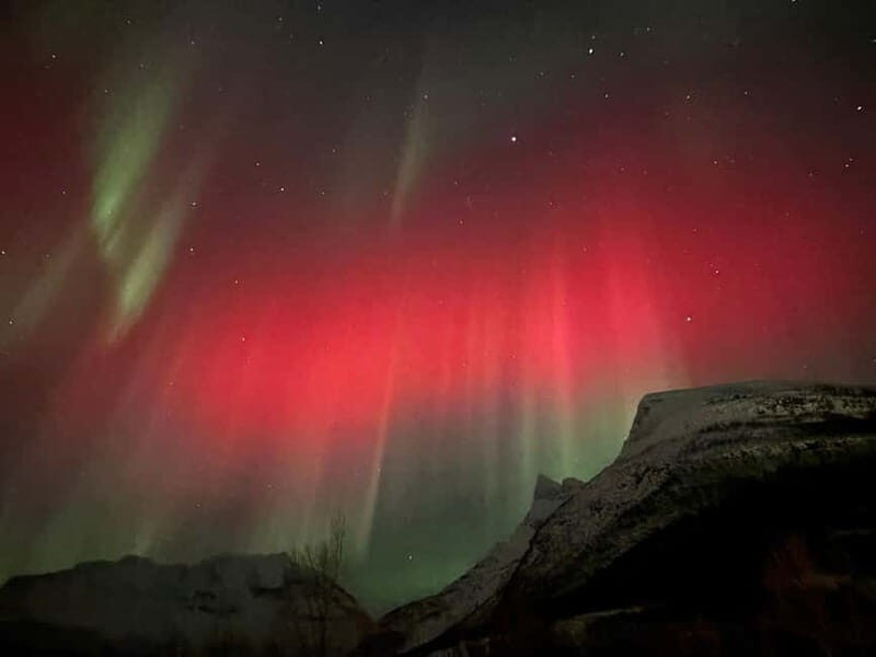 Tromsø: Sami Culture & Reindeer with Transport - Reindeer feeding and photos: what up close really looks like