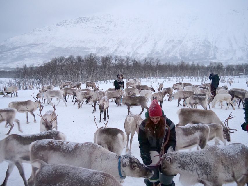 Tromsø: Sámi Reindeer Sledding and Sami Cultural Tour - Lunch in the Warm Huts: Bidos, Vegan Options, and Real Comfort Food